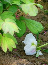 ��ɫĵ����ͼƬ