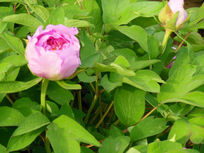 �뿪ĵ����