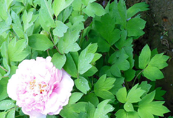 ������ĵ����