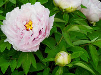 ��ɫĵ����