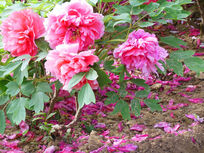 ��л��ĵ����