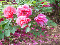 ��л��ĵ��԰