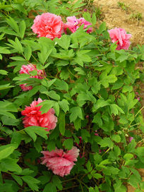 ���ĵ����