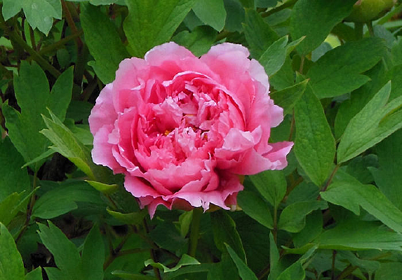 ���ߵ�ĵ����