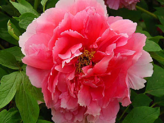 ��ɫ��ĵ��