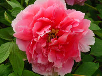 ��ɫ��ĵ��