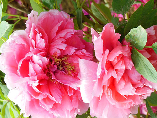 ��ɫ��ĵ����