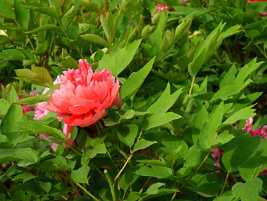 ��ɫĵ����