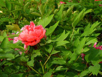 ��ɫĵ����