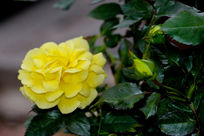 ��õ����д