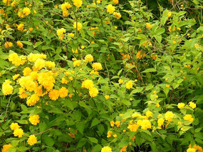 ��ɫ���ز�