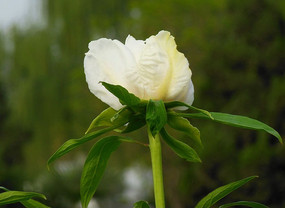 ��ɫĵ����