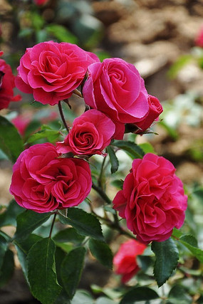 �¼�����������