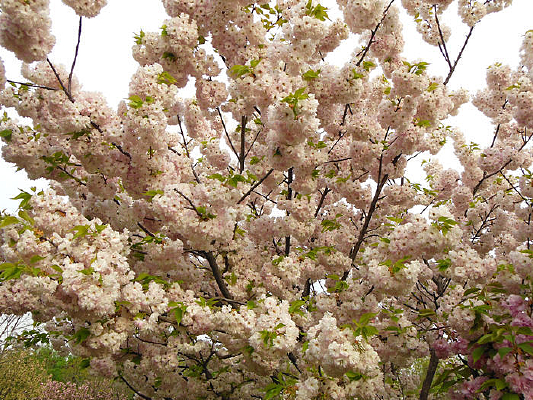 �������Ļ�