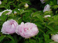 ����ĵ����