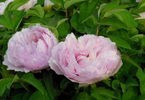 ����ĵ����ͼƬ