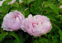 ����ĵ����ͼƬ