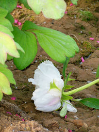 ���µ�ĵ����