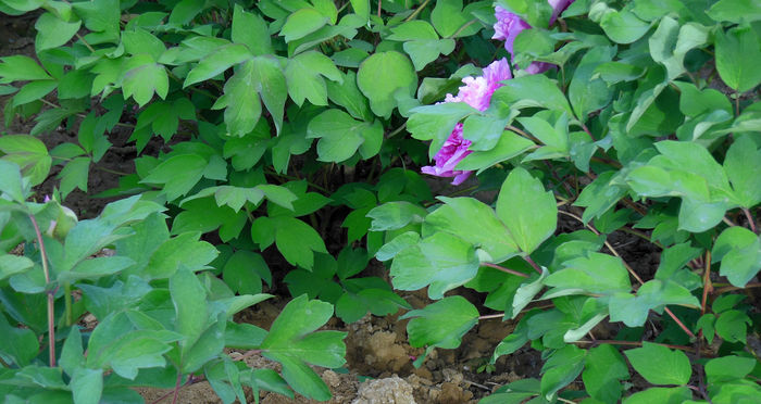 õ��ɫĵ����