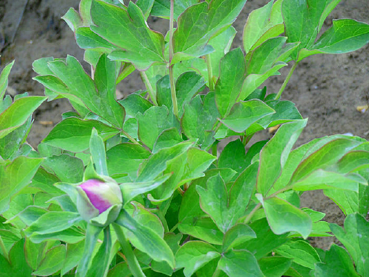 õ��ɫĵ��������