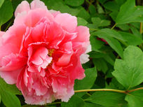 ������ĵ����