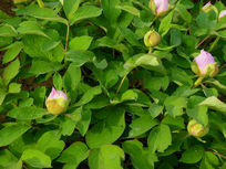 ĵ�������Ƕ�