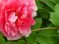 ĵ��԰��������ĵ��