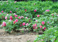 ĵ��԰ʢ����ĵ����