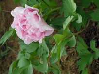 ʢ����ĵ����