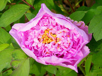 ʢ����ĵ�����ز�