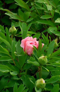 һ��ĵ����ͼƬ