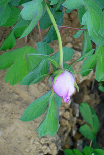 һ��ĵ�����ز�