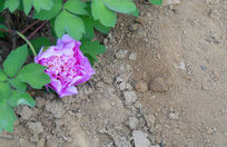 һ��ĵ����ͼƬ