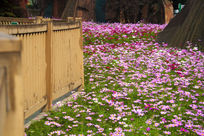 �ּ�Ұ��һƬƬ