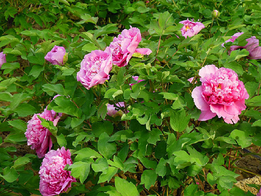 һ��ĵ����