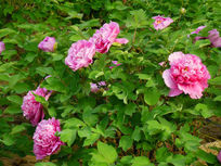 һ��ĵ����