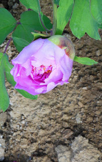 ��ɫĵ����