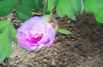 ��ɫĵ����ͼƬ