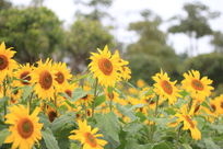 �����е����տ�