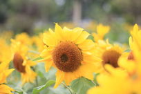 ��ͷ�����տ�