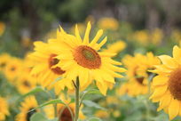 �����������տ�