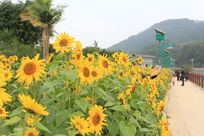 ��԰·�ߵ����տ���