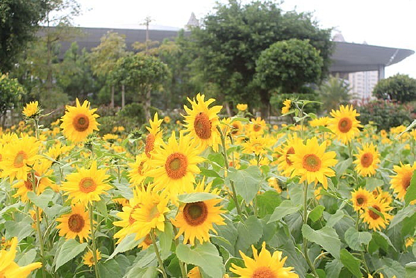 �㳡�����տ�