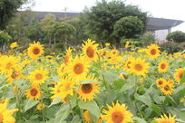 �㳡�����տ�