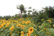 ���������տ�