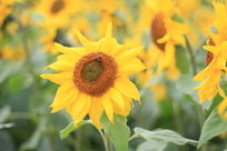 �ƻƵ����տ�