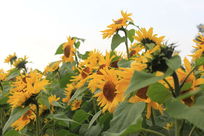 �����������տ�