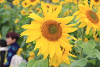 ������԰���е����տ�