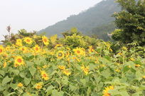 ������԰ɽ���µ����տ���