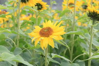 ������԰�е����տ�